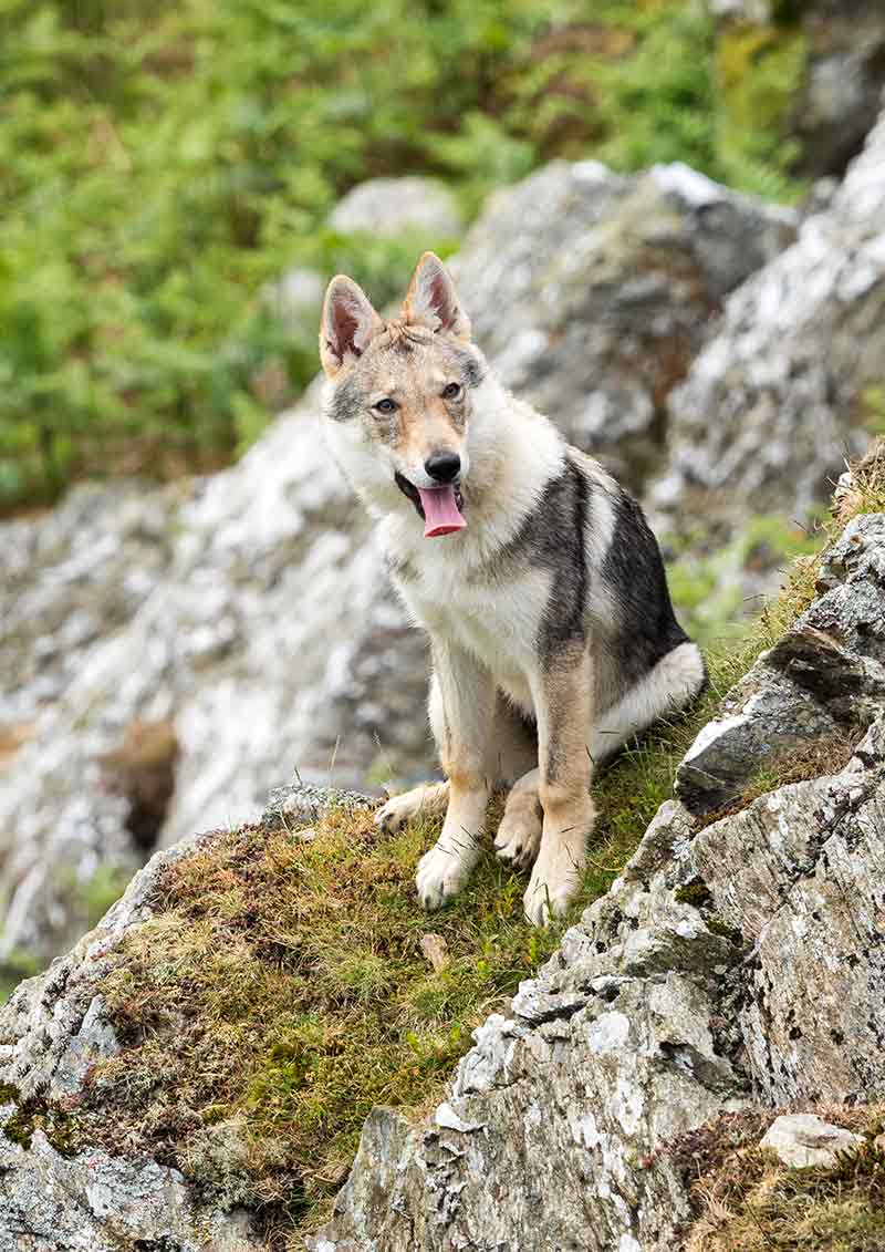 how to train a hybrid wolf dog