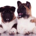 Akita Dog Breed Information Center - A Complete Guide To The Akita