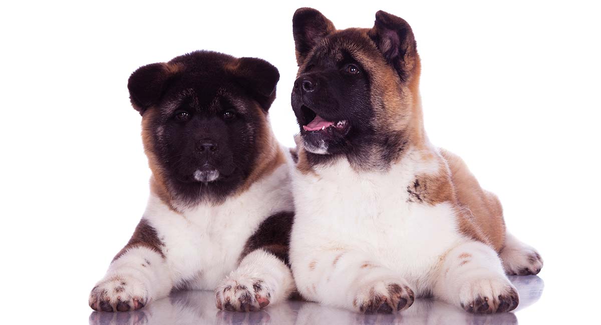 are akitas good family dogs