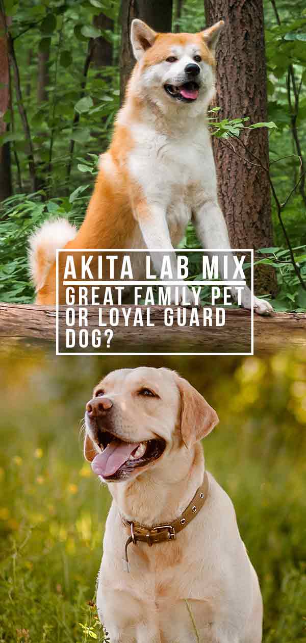 Akita Lab Mix – Great Family Pet or Loyal Guard Dog?