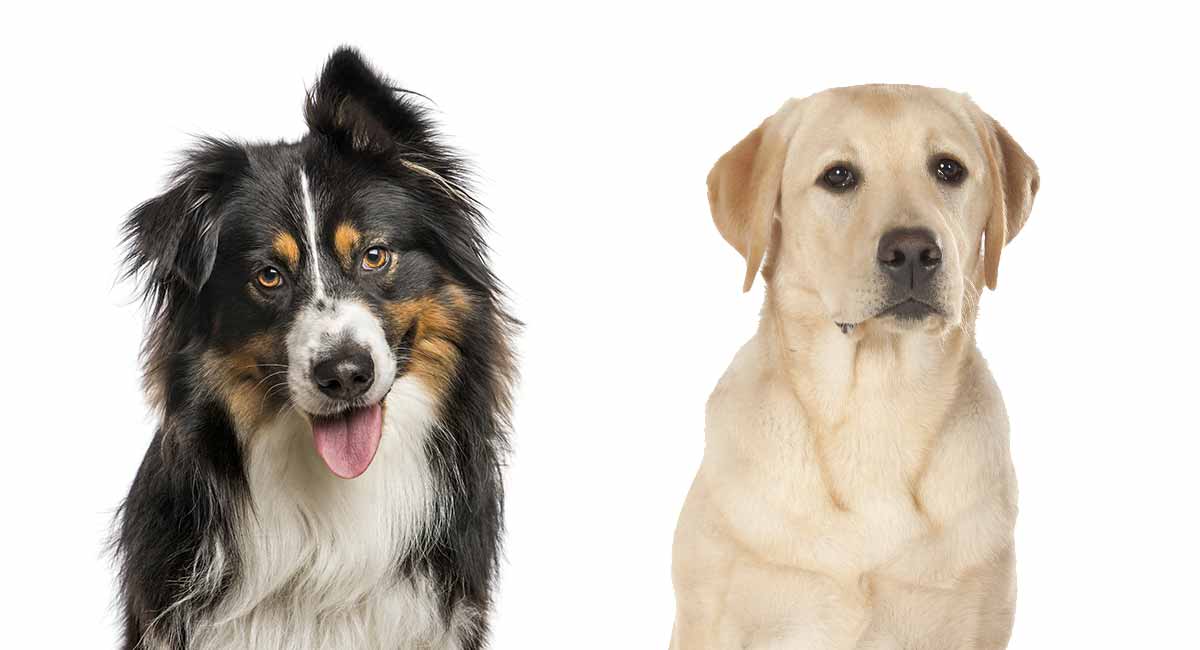 Are australian shepherd lab mix good dogs