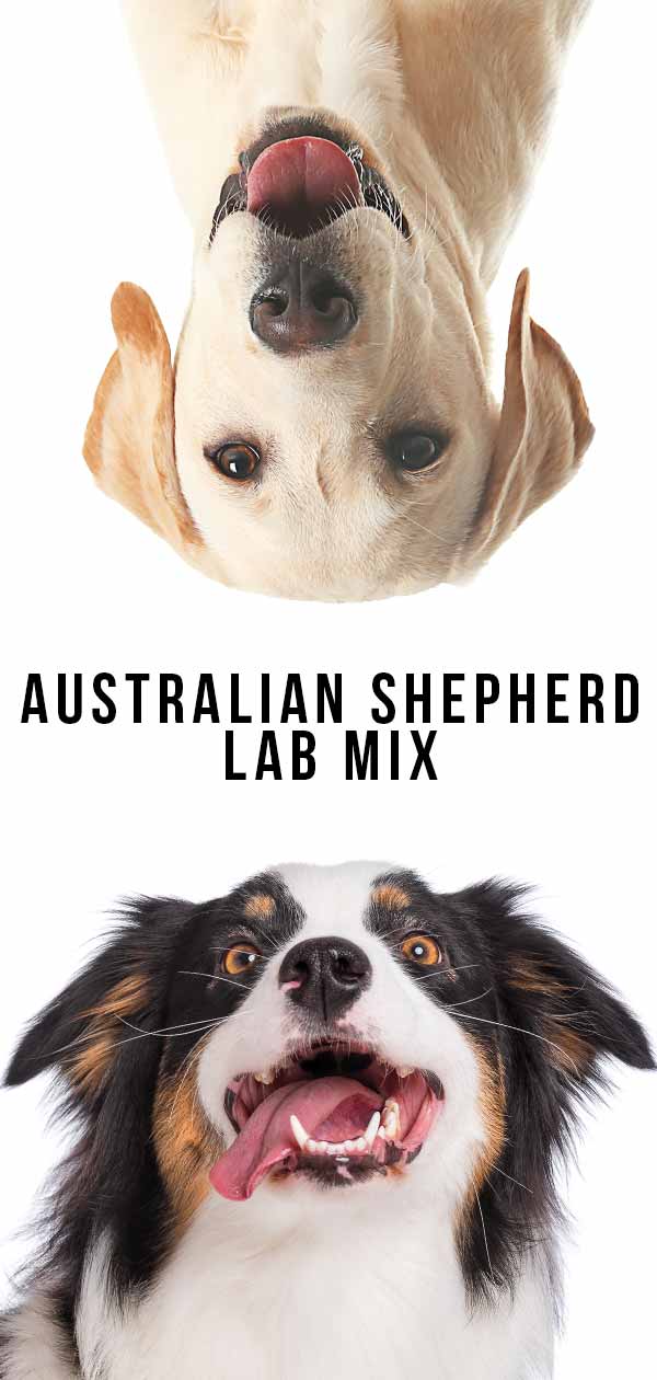 Australian Shepherd Lab Mix Breed Information Center