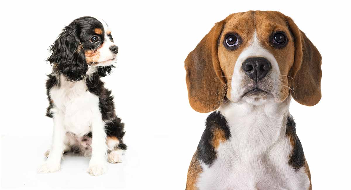 beagle cavalier puppies