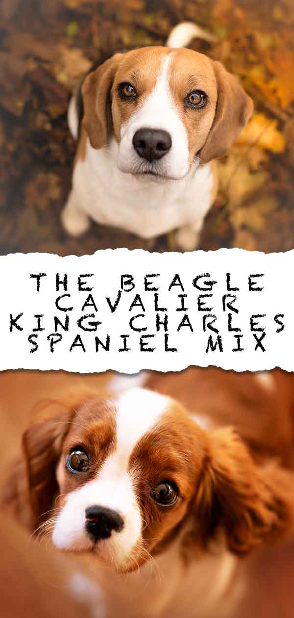 Beaglí pes - Kavalír King Charles španěl - mix bígla