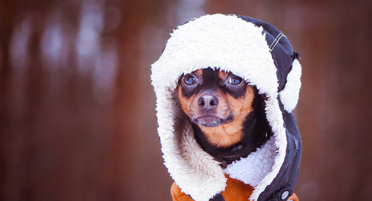 chihuahua and cold weather