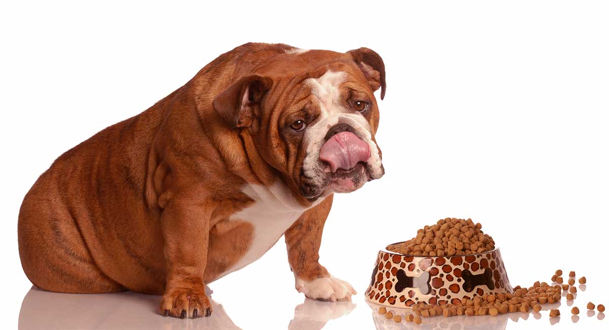 how much to feed a bulldog