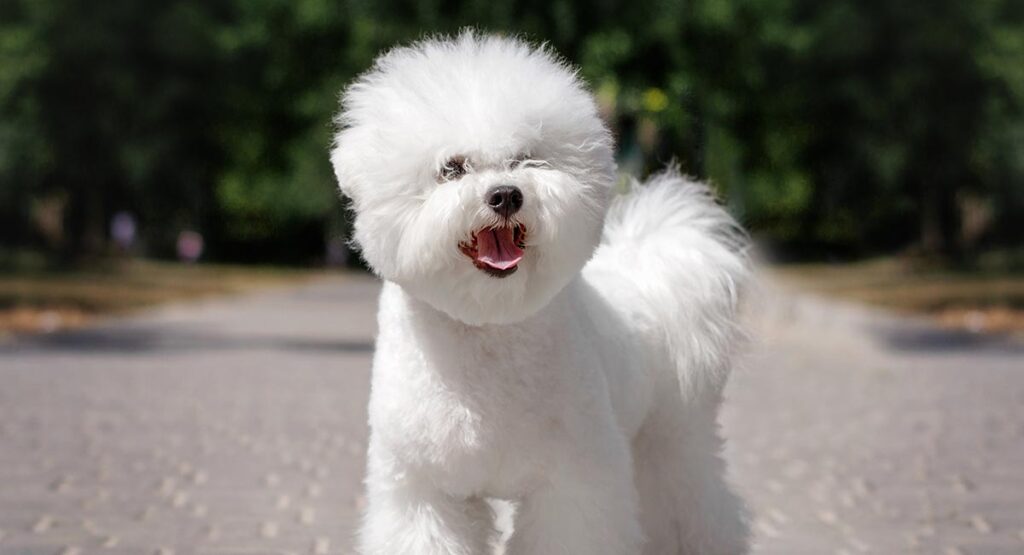 Your Guide to Life with a Full Grown Bichon Frise Dog