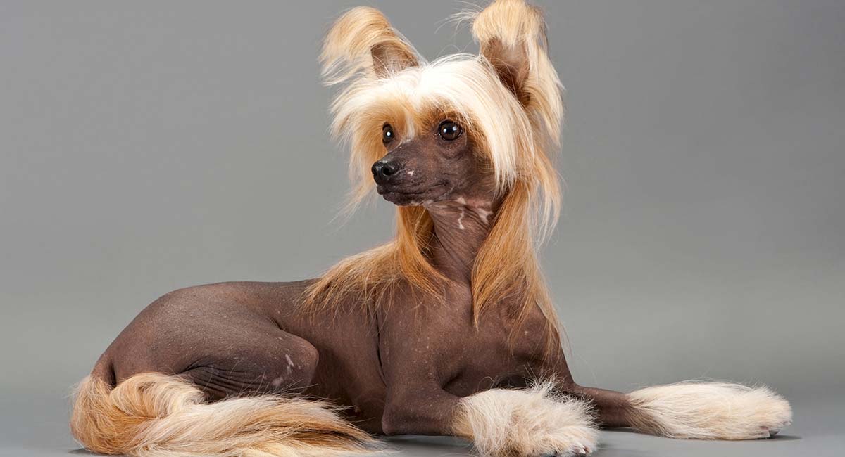 chinese hairless dog