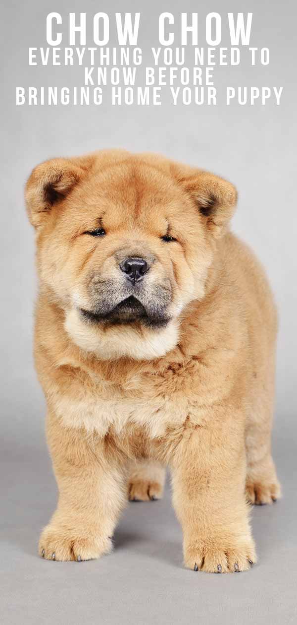 chow chow