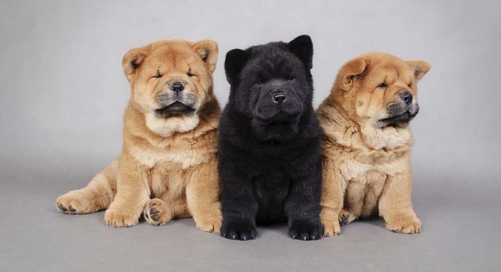 chow chow