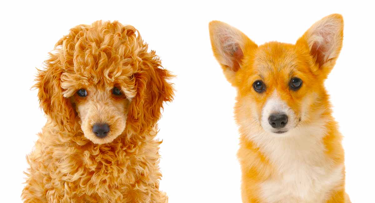 Corgipoo - A Guide to the Pembroke Welsh Corgi Poodle Mix