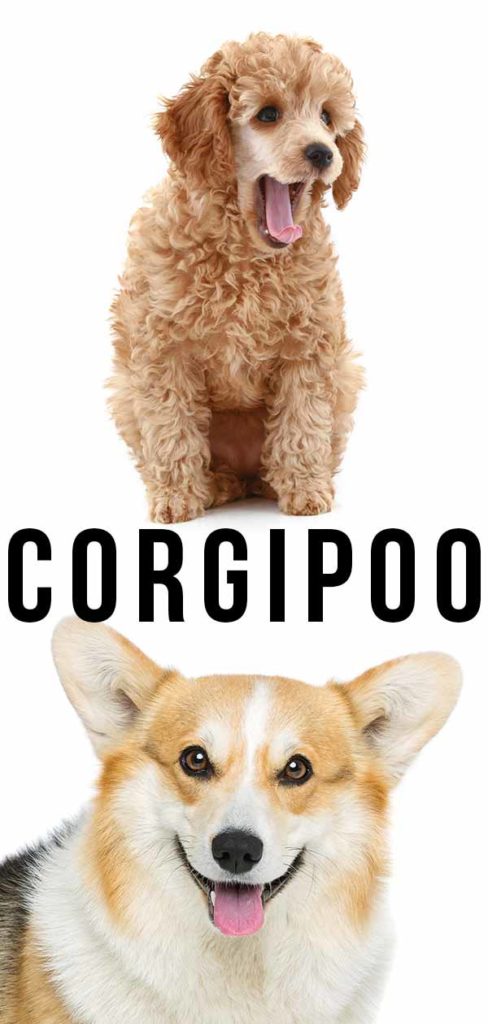 Corgipoo - Pembroke Welsh Corgi Poodle Mix Guide