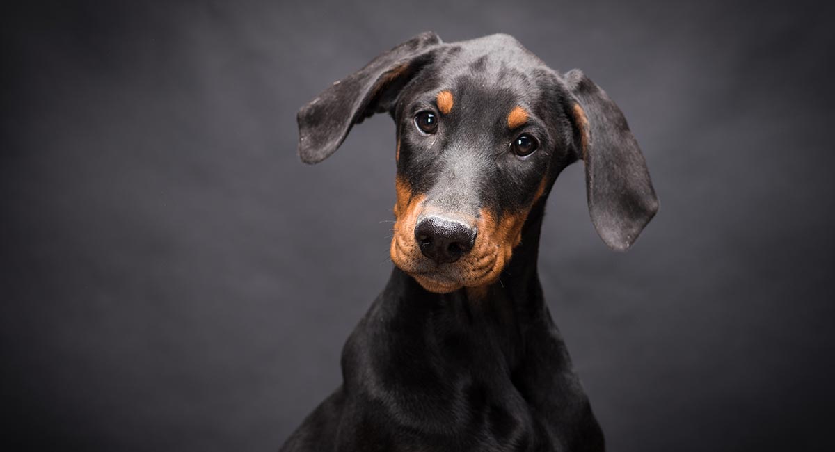 Doberman Pinscher Dog Breed Information Center