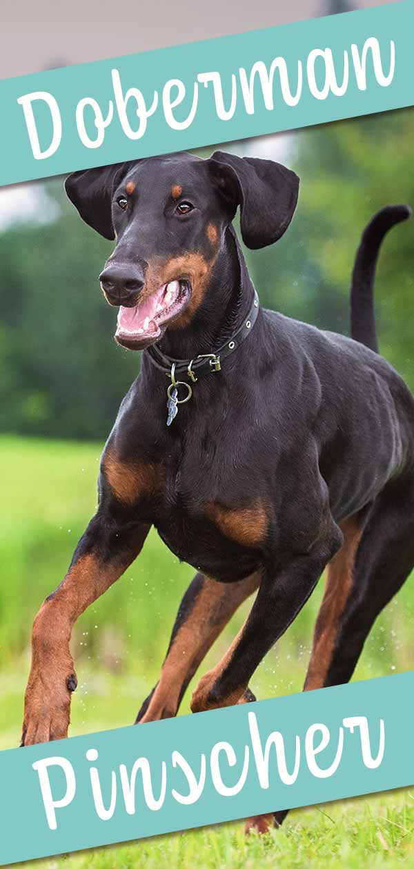 are dobermans large breed dogs