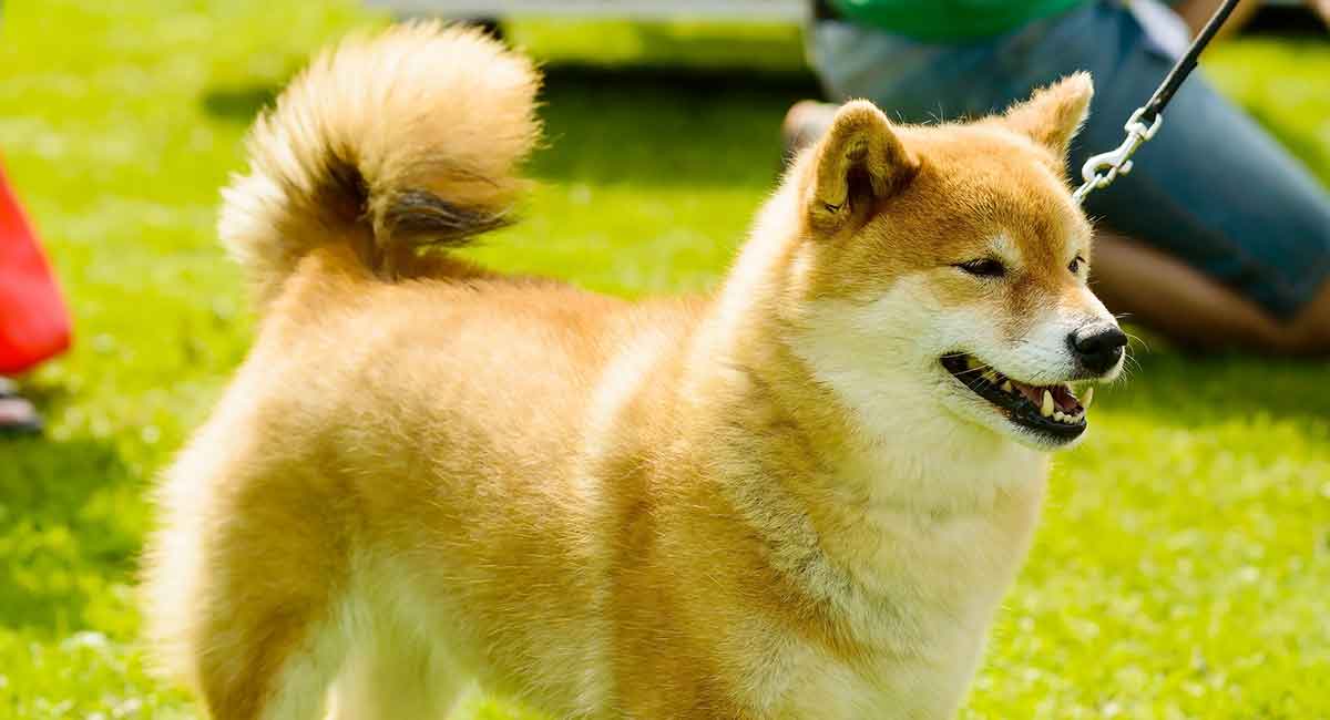 dog breeds with curly tails and floppy ears