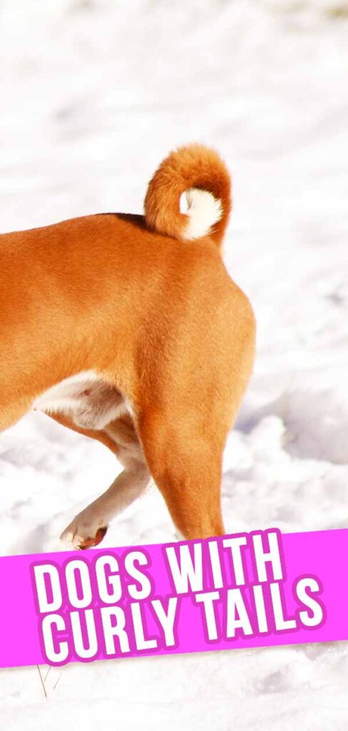 Dogs With Curly Tails Discover The Dog Breeds With A Twist In Their Tail dogs-with-curly-tails-discover-the-dog-breeds-with-a-twist-in-their-tail