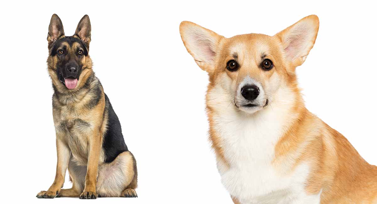 german shepard corgi