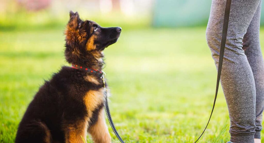 German Shepherd Sits On A Lead During Training