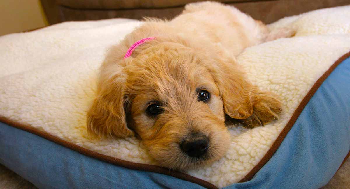 The Golden Retriever Poodle Mixed Breed