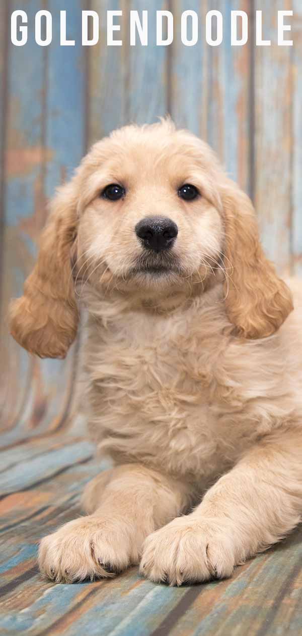 Mezcla de caniche Golden Retriever: El Goldendoodle