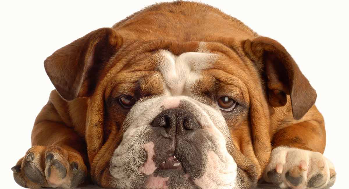 purebred olde english bulldog