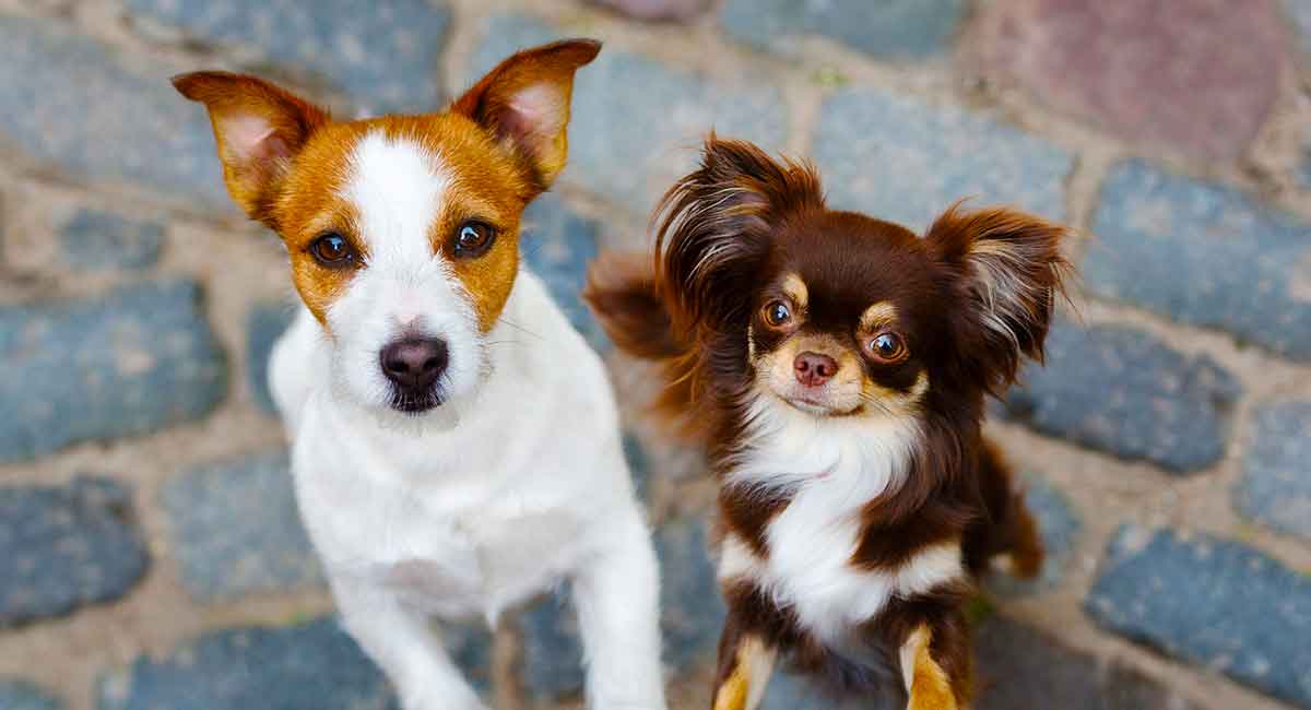 Jack russell store and a chihuahua