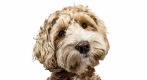 labradoodle training