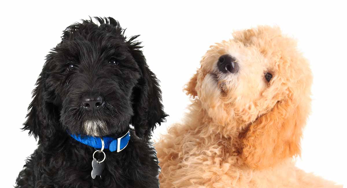 black goldendoodle puppy