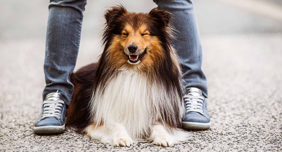 large long haired dog breeds