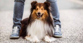 Long Haired Dogs