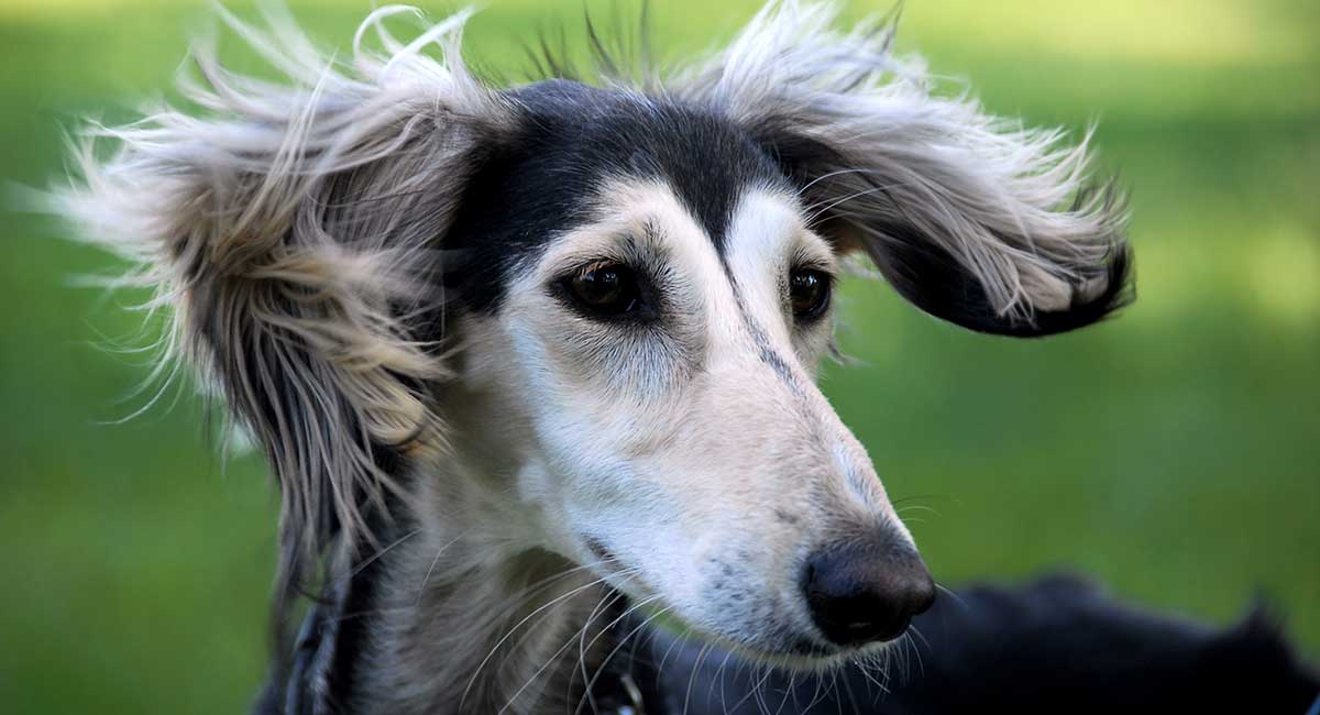 saluki dog long hair