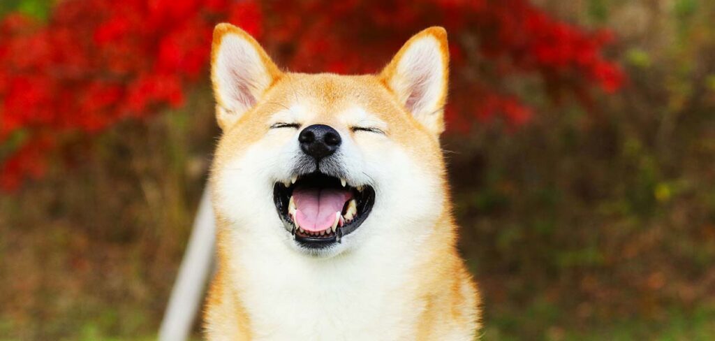 akita vs shiba inu which native japanese dog is the best