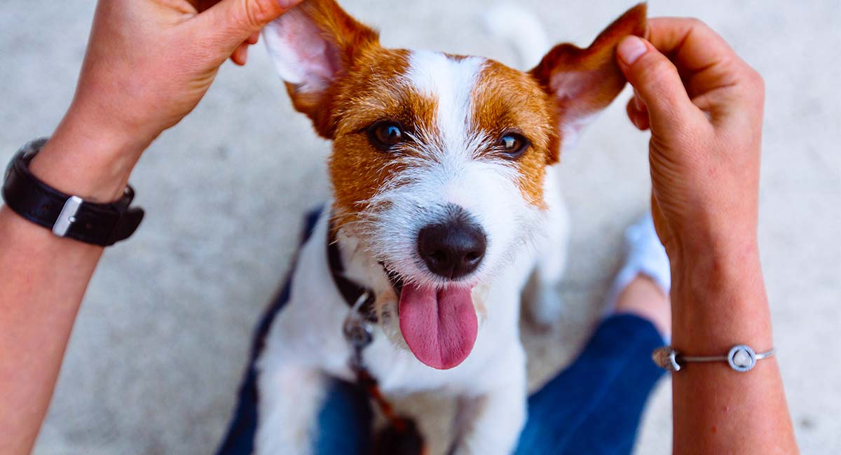 all types of terrier dogs