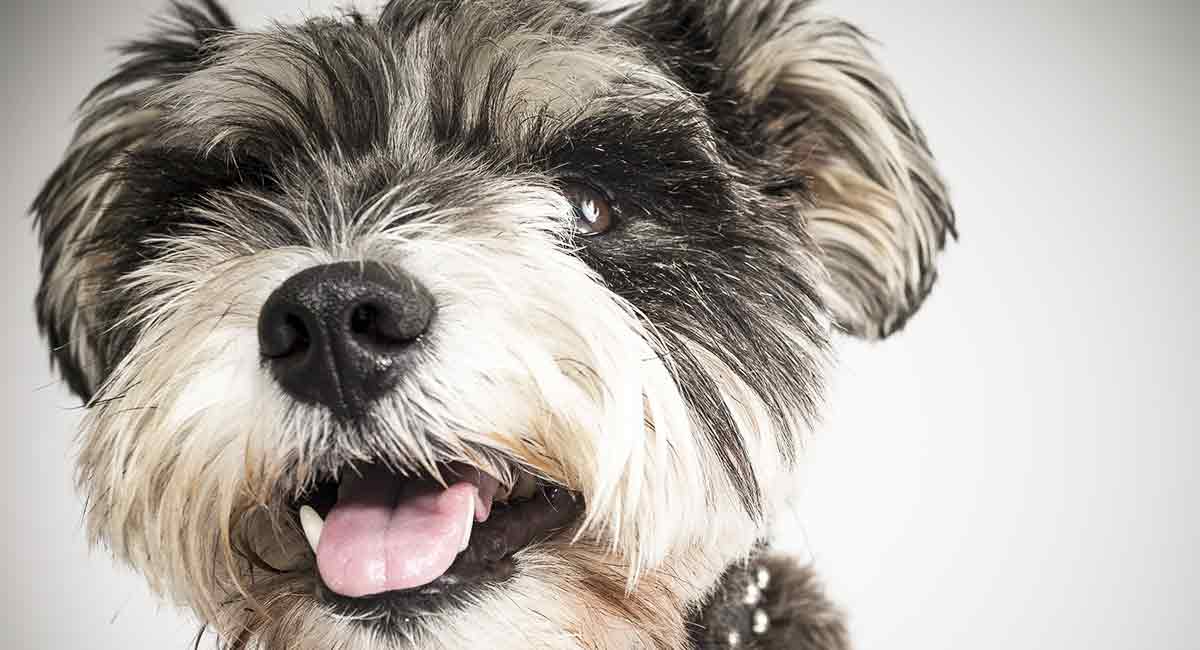 schnauzer mixed with yorkie