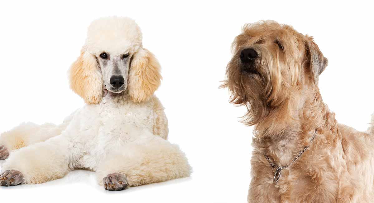 dogs like wheaten terrier