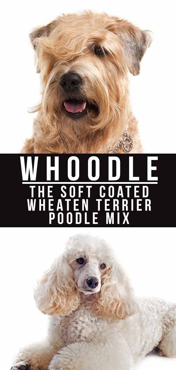 Whoodle Dog Information Center The Wheaten Terrier Poodle Mix Breed