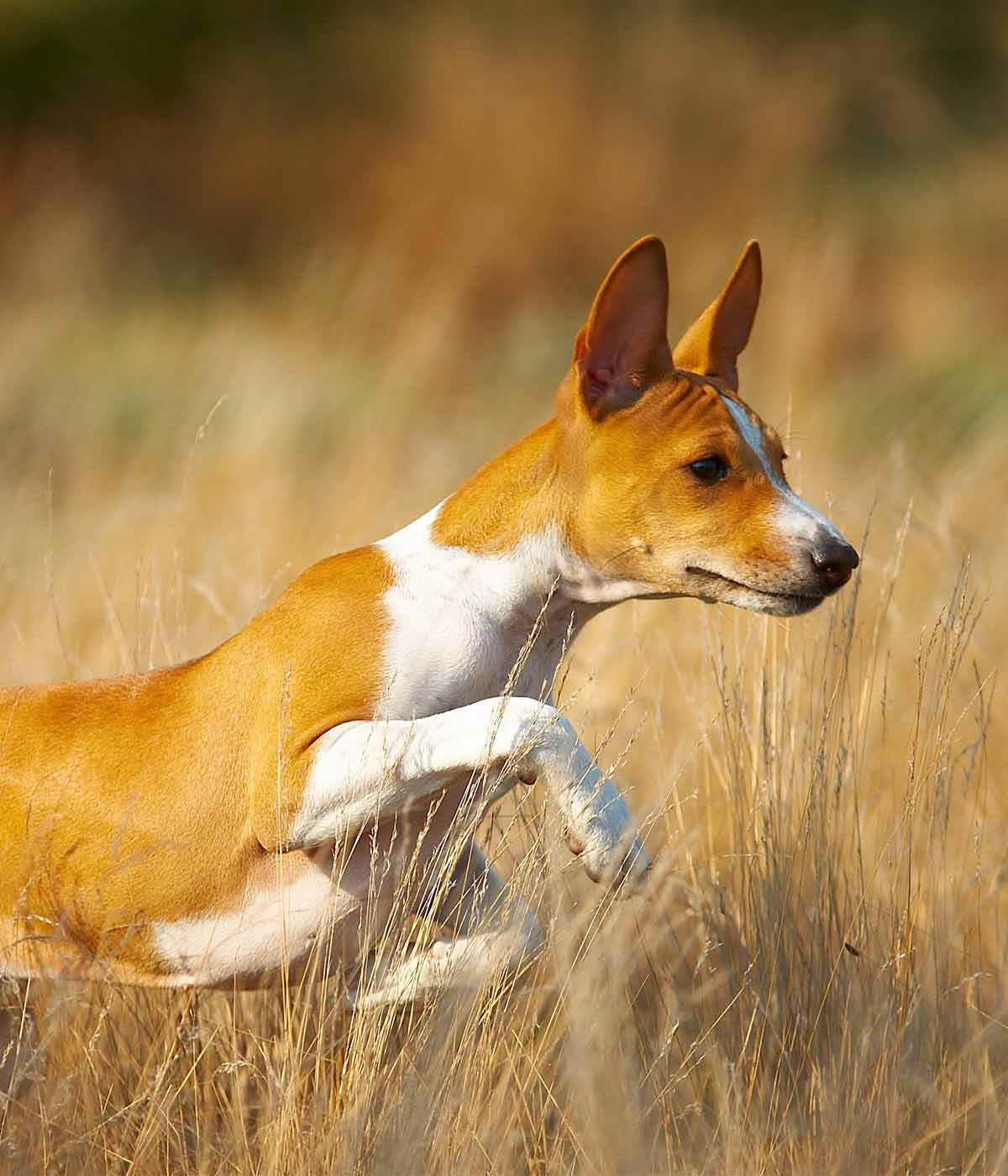 types of african dogs