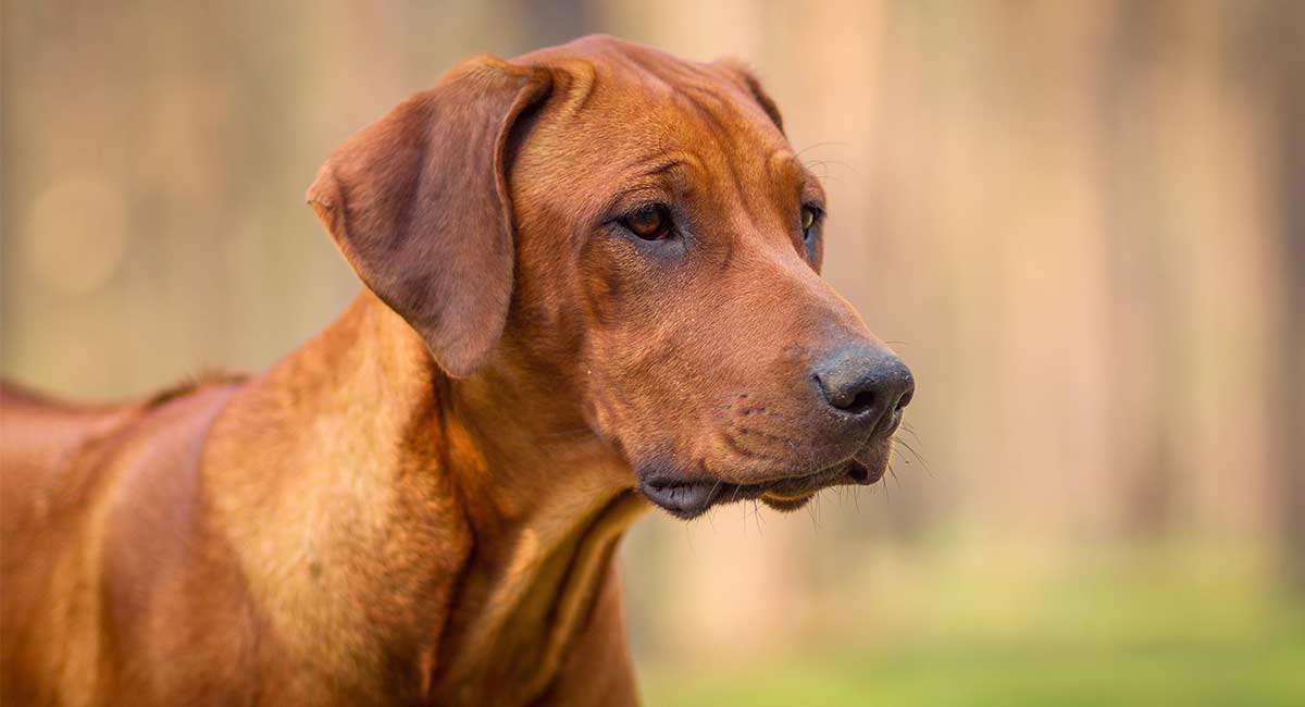 types of african dogs