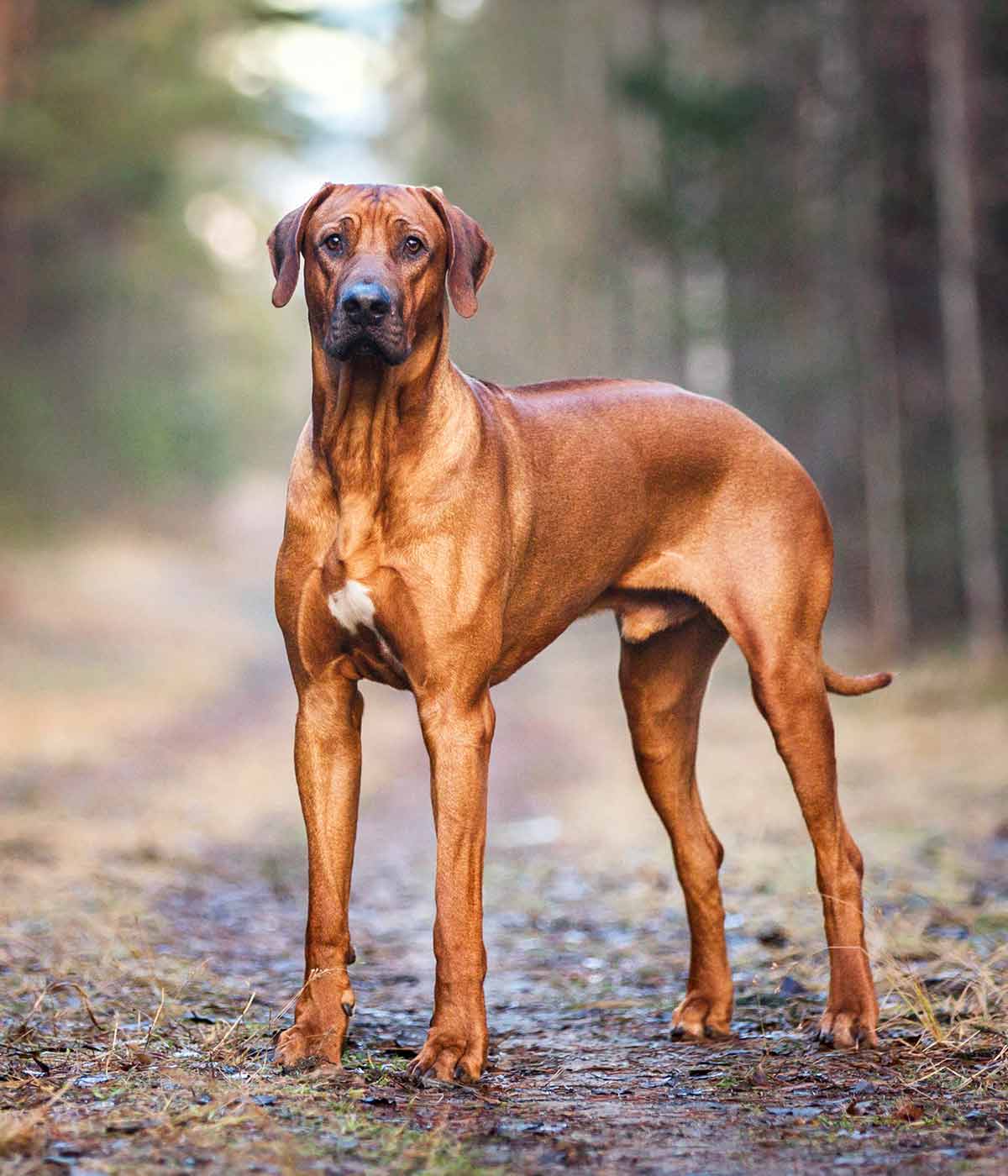 types of african dogs