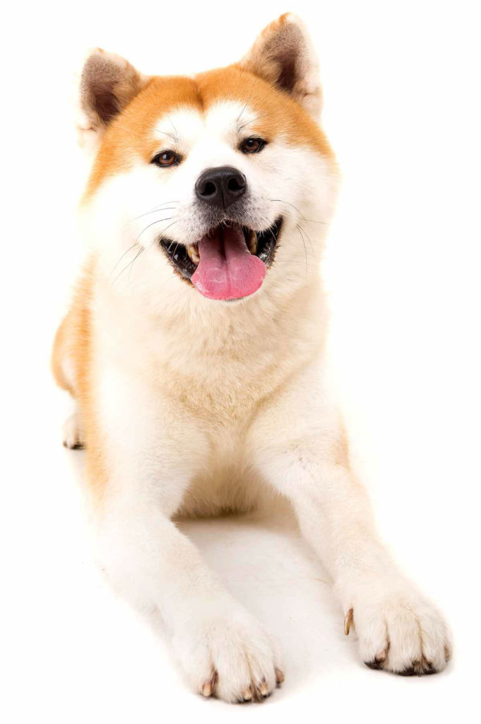 Akita Dog Breed Information Center - A Complete Guide To The Akita