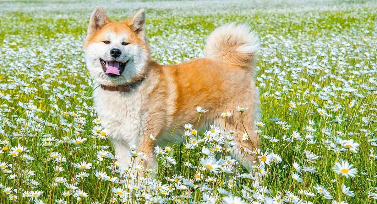 japanese akita guard dog