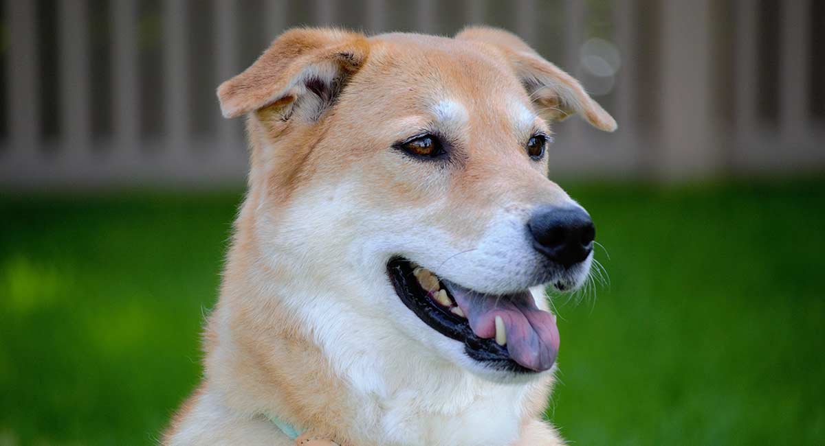 japanese akita cross labrador