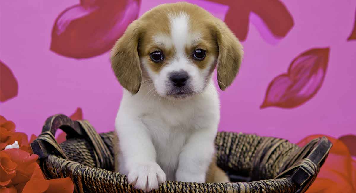 Beaglier Dog - The Cavalier King Charles Spaniel Beagle Mix Breed