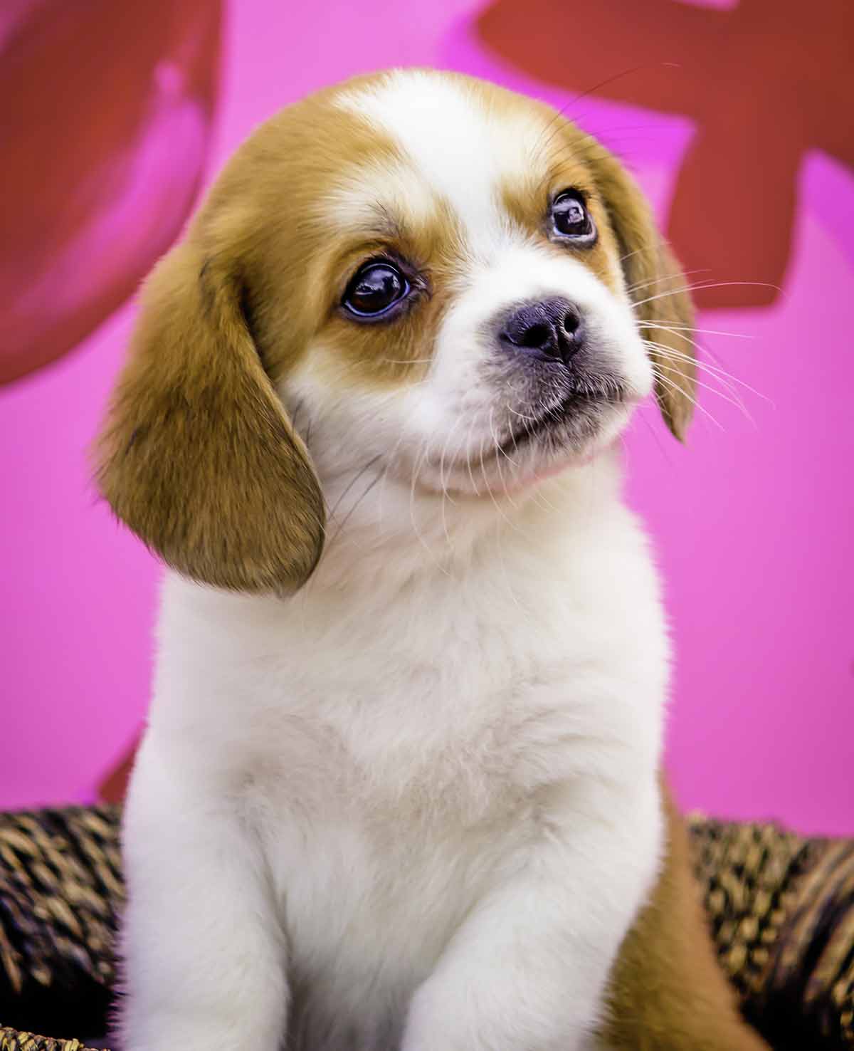 beagle cavalier puppies