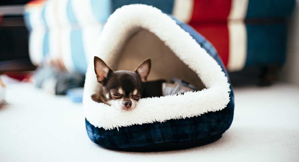 Bed Chihuahua Beds for a Good Night’s Sleep