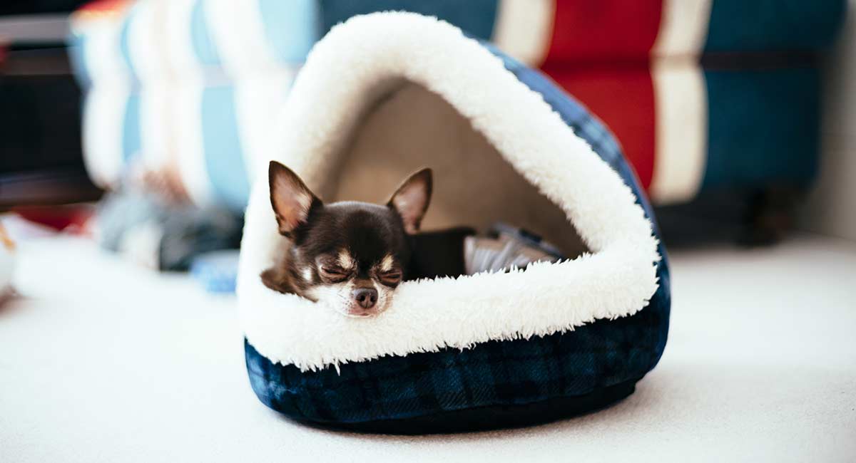 chihuahua bed