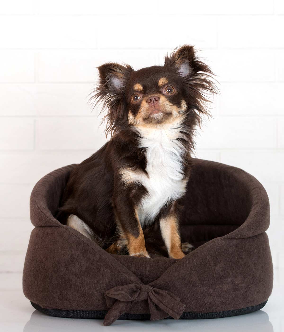 chihuahua luxury beds