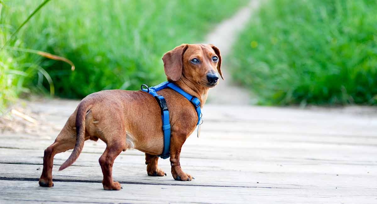 miniature dachshund puppy collar