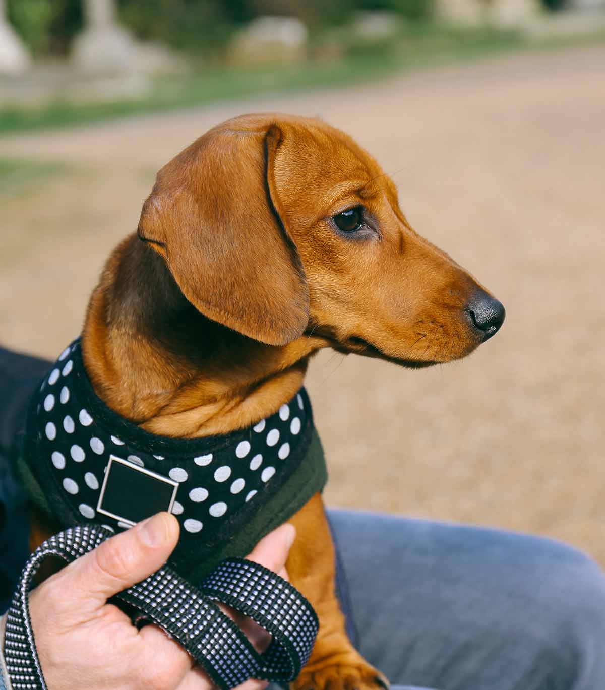 sausage dog lead