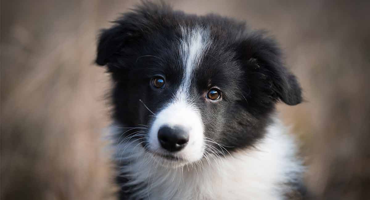 best food for border collie puppies